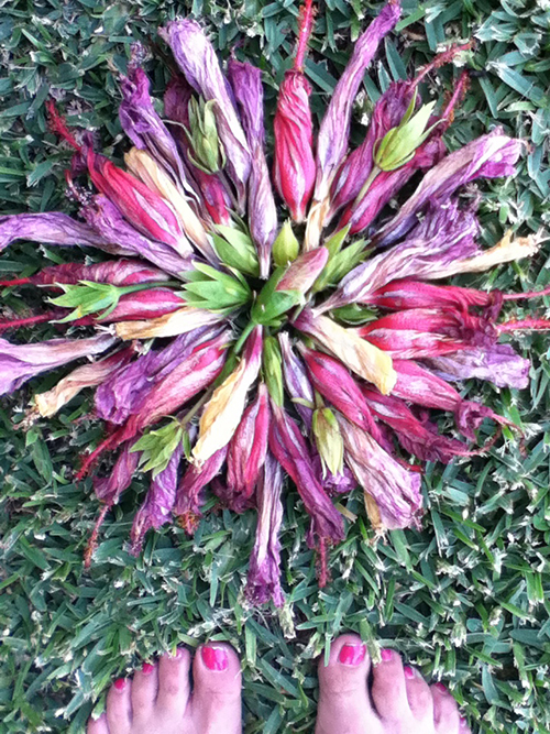 Nature mandala #10 {hibiscus buds}…..a video