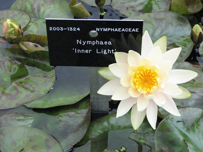 Inner light lilly at key gardens