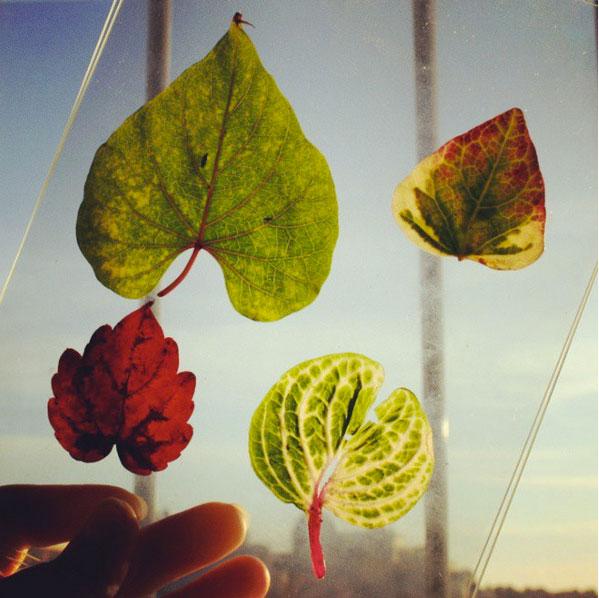 leaves & light for 52 weeks of nature inspired art