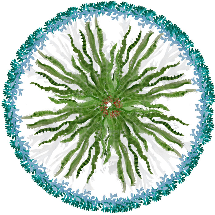 Seaweed Botanical Mandala by Louise Gale