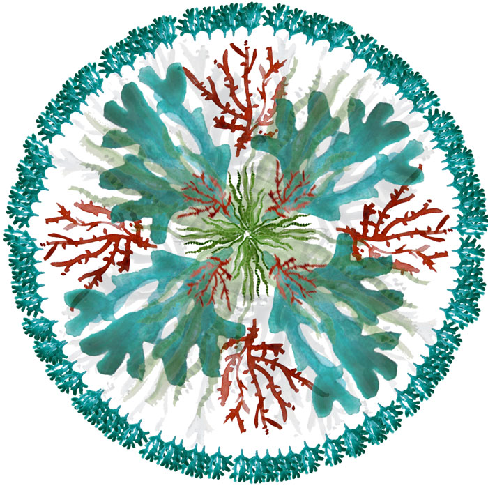 seaweed botanical mandala by Louise Gale
