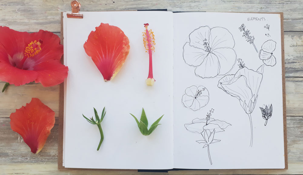 Hibiscus sketchbook page Louise Gale inktober #inktoberwithlouise #botanicalinktober