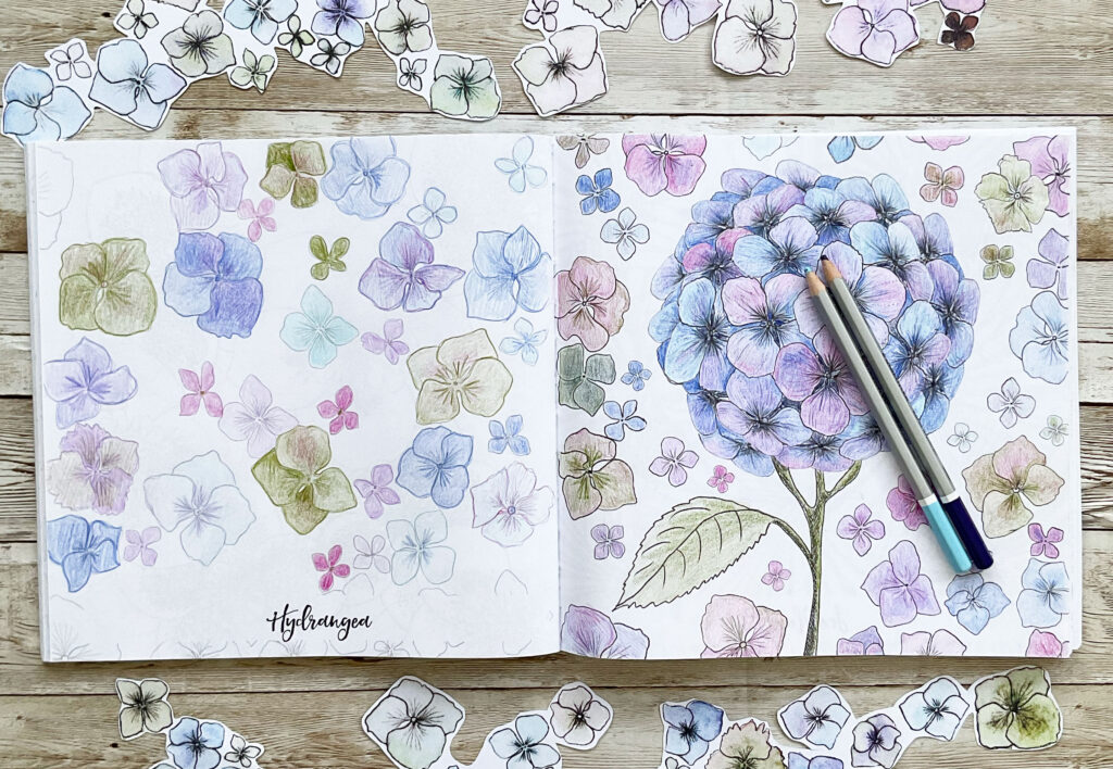 Coloring Club Botanical Blooms and Mandalas Book Hydrangea