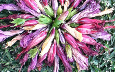 Nature mandala #10 {hibiscus buds}…..a video