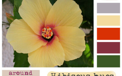 Color Story: Hibiscus yellow