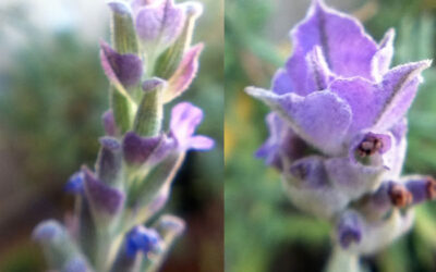 Nature sketchbook sneak peek: for the love of lavender {and macro photography}