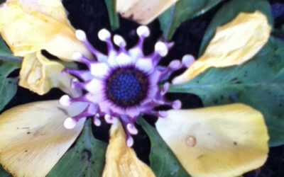 Monday Mandala #5 {delicate life}