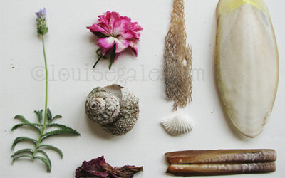 Audio Poem: Nature Found “Life is beautiful”