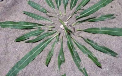 Monday Mandala #11- Sacred circles on the beach {with little helpers this week}