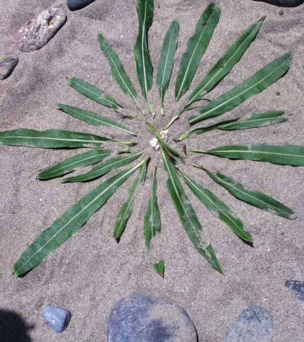 Monday Mandala #11- Sacred circles on the beach {with little helpers this week}