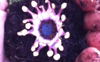 Love Monday’s – FREE TODAY {A social experiment}